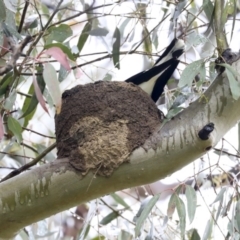 Grallina cyanoleuca (Magpie-lark) at The Pinnacle - 20 Sep 2020 by AlisonMilton