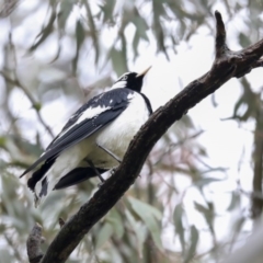 Grallina cyanoleuca at Hawker, ACT - 20 Sep 2020