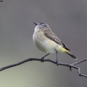 Acanthiza chrysorrhoa at Holt, ACT - 20 Sep 2020