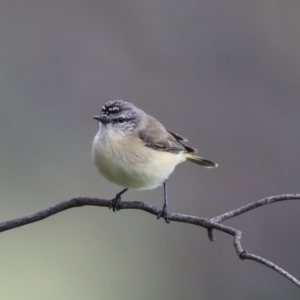 Acanthiza chrysorrhoa at Holt, ACT - 20 Sep 2020