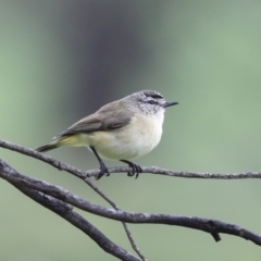 Acanthiza chrysorrhoa at Holt, ACT - 20 Sep 2020