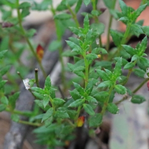 Gonocarpus tetragynus at O'Connor, ACT - 19 Sep 2020