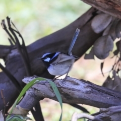 Malurus cyaneus (Superb Fairywren) at Molonglo Valley, ACT - 17 Aug 2020 by Alison Milton