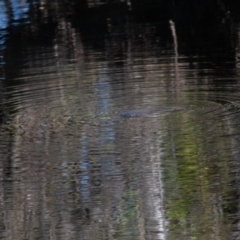 Ornithorhynchus anatinus (Platypus) at Rossi, NSW - 11 Sep 2020 by SthTallagandaSurvey