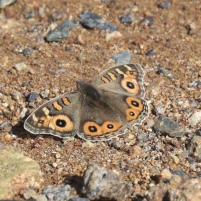 Junonia villida (Meadow Argus) at Molonglo Valley, ACT - 17 Aug 2020 by AlisonMilton