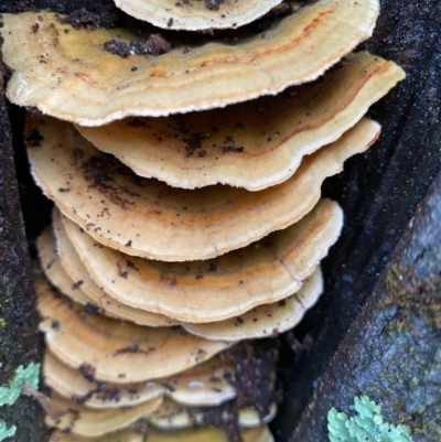 Trametes sp. at Coree, ACT - 20 Sep 2020 by KL