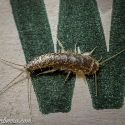 Lepismatidae (family) (A silverfish) at Hughes, ACT - 19 Sep 2020 by BIrdsinCanberra