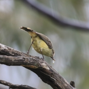 Acanthiza reguloides at Holt, ACT - 20 Sep 2020