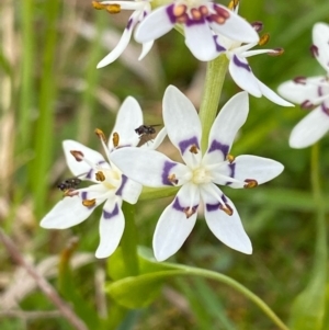 Wurmbea dioica subsp. dioica at Coree, ACT - 20 Sep 2020