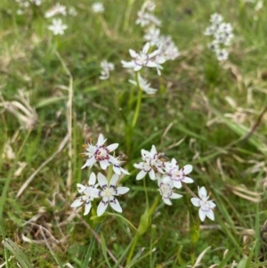 Wurmbea dioica subsp. dioica at Coree, ACT - 20 Sep 2020