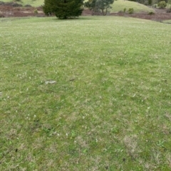 Wurmbea dioica subsp. dioica at Coree, ACT - 20 Sep 2020