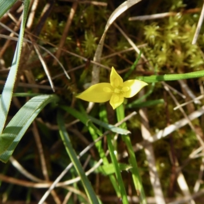 Pauridia vaginata (Yellow Star) at Yass River, NSW - 20 Sep 2020 by SenexRugosus