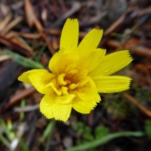 Microseris walteri at Yass River, NSW - 20 Sep 2020