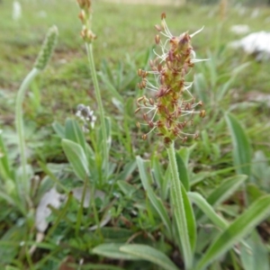 Plantago varia at Yass River, NSW - 20 Sep 2020