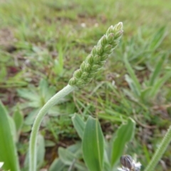 Plantago varia at Yass River, NSW - 20 Sep 2020