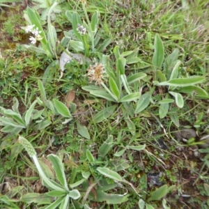 Plantago varia at Yass River, NSW - 20 Sep 2020