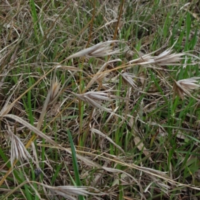 Themeda triandra (Kangaroo Grass) at National Arboretum Forests - 19 Sep 2020 by JanetRussell