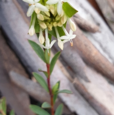 Pimelea linifolia subsp. linifolia (Queen of the Bush, Slender Rice-flower) at Tinderry, NSW - 19 Sep 2020 by markus