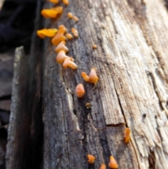 zz jelly-like puzzles at Yass River, NSW - 20 Sep 2020