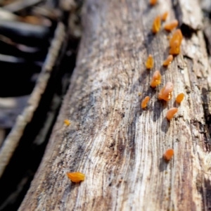 zz jelly-like puzzles at Yass River, NSW - 20 Sep 2020