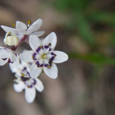 Wurmbea dioica subsp. dioica (Early Nancy) at Majura, ACT - 18 Sep 2020 by ClubFED