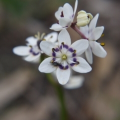 Wurmbea dioica subsp. dioica at Majura, ACT - 18 Sep 2020