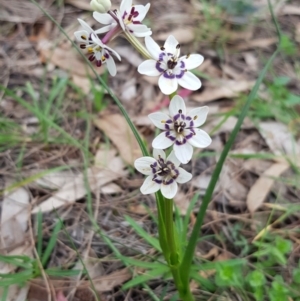 Wurmbea dioica subsp. dioica at Majura, ACT - 18 Sep 2020