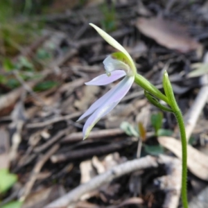 Caladenia carnea at Yass River, NSW - 20 Sep 2020