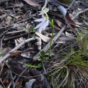 Caladenia carnea at Yass River, NSW - 20 Sep 2020