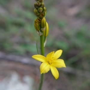 Bulbine bulbosa at Majura, ACT - 18 Sep 2020