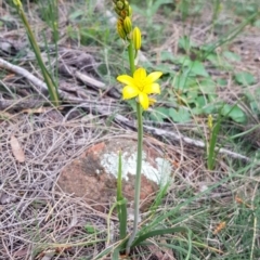 Bulbine bulbosa at Majura, ACT - 18 Sep 2020