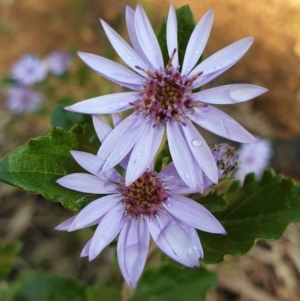 Olearia montana at Tinderry, NSW - 20 Sep 2020