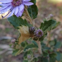 Olearia montana at Tinderry, NSW - 20 Sep 2020