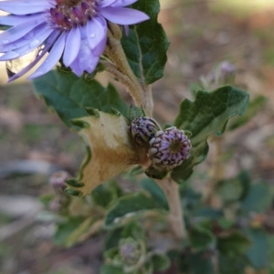 Olearia montana at Tinderry, NSW - 20 Sep 2020