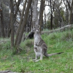 Macropus giganteus (Eastern Grey Kangaroo) at Downer, ACT - 18 Sep 2020 by ClubFED