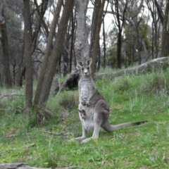 Macropus giganteus (Eastern Grey Kangaroo) at Mount Majura - 18 Sep 2020 by ClubFED