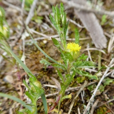 Triptilodiscus pygmaeus (Annual Daisy) at Yass River, NSW - 20 Sep 2020 by SenexRugosus