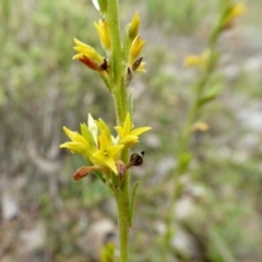 Pimelea curviflora (Curved Rice-flower) at Yass River, NSW - 20 Sep 2020 by SenexRugosus