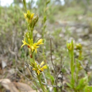 Pimelea curviflora at Yass River, NSW - 20 Sep 2020