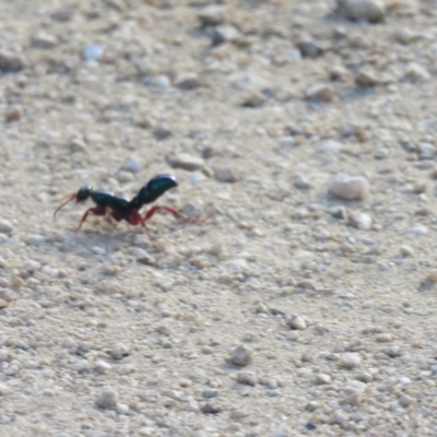 Diamma bicolor (Blue ant, Bluebottle ant) at Batemans Bay, NSW - 21 Jan 2017 by Liam.m