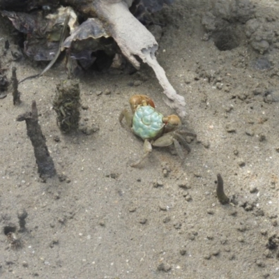 Unverified Crab at Surfside, NSW - 21 Jan 2017 by Liam.m