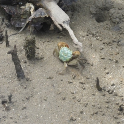 Unidentified Crab at Surfside, NSW - 21 Jan 2017 by Liam.m