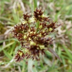 Luzula densiflora at Yass River, NSW - 20 Sep 2020