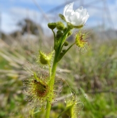 Drosera gunniana (Pale Sundew) at Yass River, NSW - 18 Sep 2020 by SenexRugosus