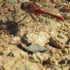 Diplacodes bipunctata (Wandering Percher) at Fadden, ACT - 13 Dec 2016 by Liam.m