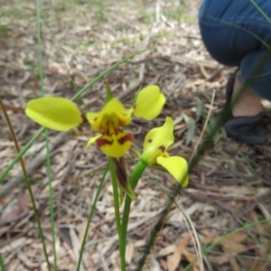 Diuris sulphurea at Paddys River, ACT - 17 Jan 2016