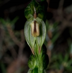 Bunochilus montanus (ACT) = Pterostylis jonesii (NSW) (Montane Leafy Greenhood) at Jerrabomberra, NSW - 3 Sep 2020 by dan.clark