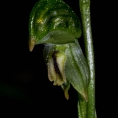 Bunochilus montanus at Jerrabomberra, NSW - 3 Sep 2020