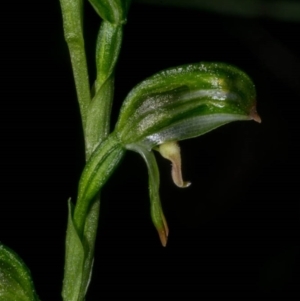 Bunochilus montanus at Jerrabomberra, NSW - 3 Sep 2020