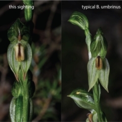 Bunochilus montanus at Jerrabomberra, NSW - 3 Sep 2020